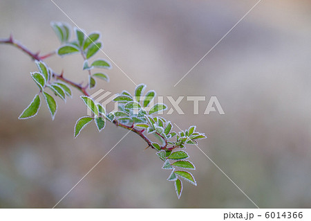 霜の縁取り 6014366