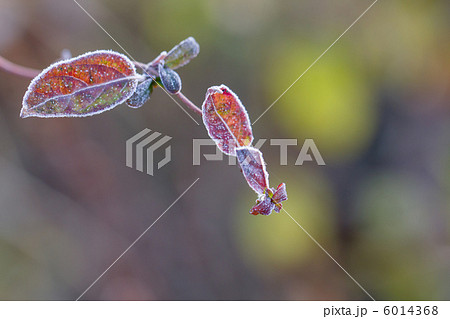 霜の縁取り 6014368