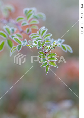 霜の縁取り 6014380