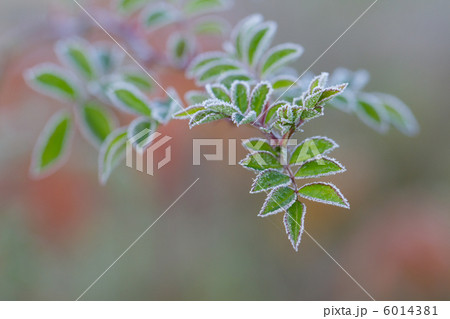 霜の縁取り 6014381