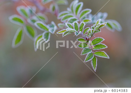 霜の縁取り 6014383