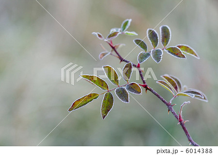 霜の縁取り 6014388