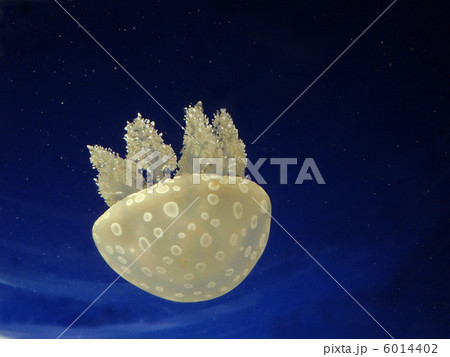 くらげさん 6014402