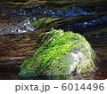 清流の中で光を浴びる苔むした岩2 6014496