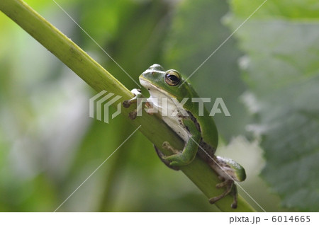 シュレーゲルアオガエル 6014665