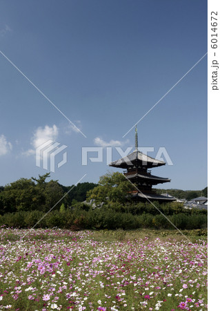 奈良 斑鳩 法起寺 コスモス畑 奈良 斑鳩 法起寺 コスモス畑 6014672