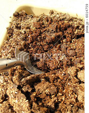 牛糞堆肥でガーデニング 6014759