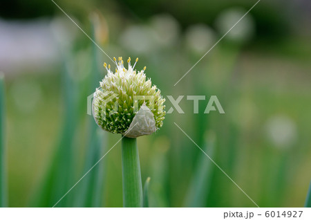 ネギの花 6014927