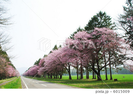 静内二十間道路桜並木 静内二十間道路桜並木 6015009