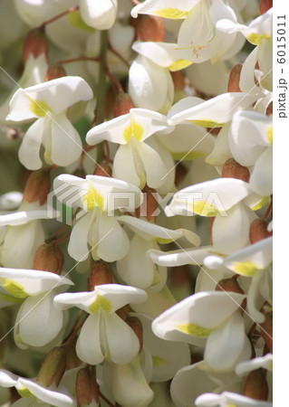 ニセアカシアの花 ニセアカシアの花 6015011