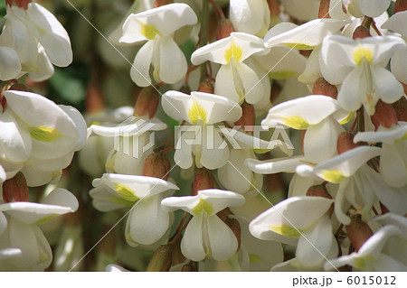 ニセアカシアの花 ニセアカシアの花 6015012