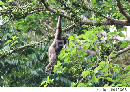 Bornean Gibbon （ミューラーテナガザル） 6015068