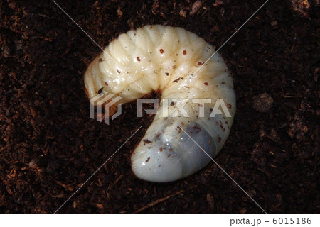カブトムシの幼虫 カブトムシの幼虫 6015186