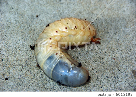 カブトムシの幼虫 6015195