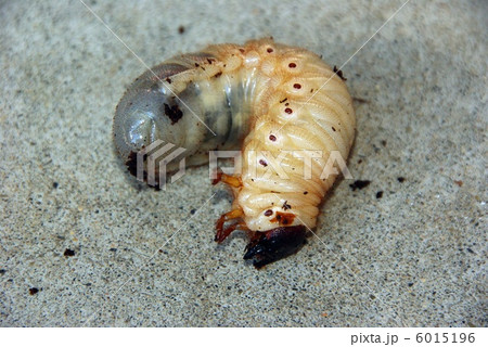 カブトムシの幼虫 6015196