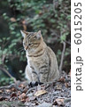 おすわり猫　① 6015205