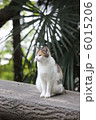 おすわり猫　② 6015206