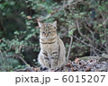 おすわり猫　③ 6015207