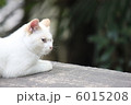 白猫 6015208