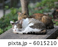 お昼寝ネコ 6015210