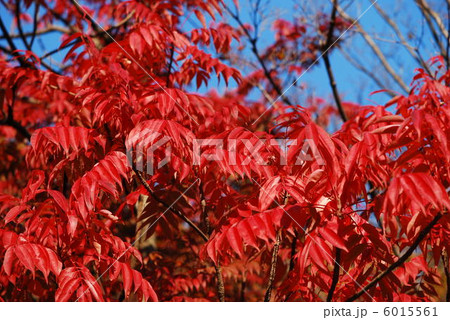 ハゼモミジ 6015561