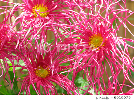 古典菊（伊勢菊） 6016079