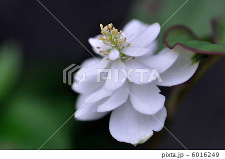 ドクダミの花 6016249