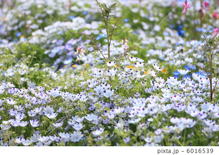 ネモフィラの群生 6016539