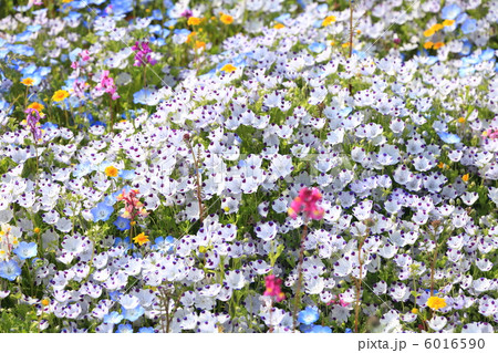ネモフィラの群生 ネモフィラの群生 6016590