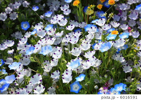 ネモフィラの群生 6016591