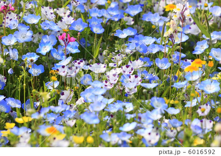 ネモフィラの群生 6016592