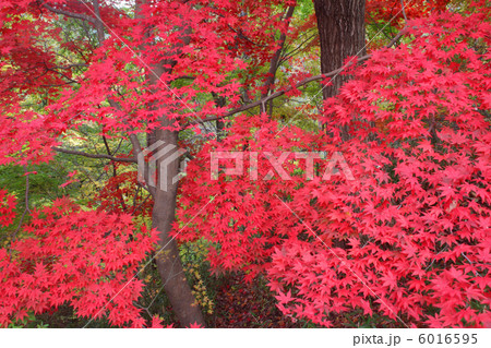 紅葉 紅葉 6016595