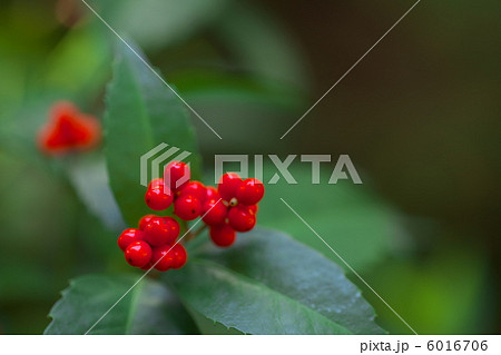 センリョウ センリョウ 6016706