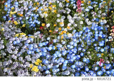 春のお花畑 春のお花畑 6016721