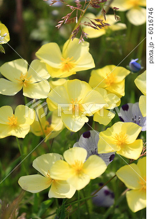 ヒメハナビシソウ 6016746