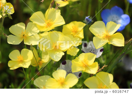 ヒメハナビシソウ 6016747