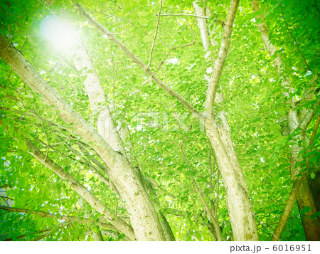 ブナの木々と木漏れ日 6016951
