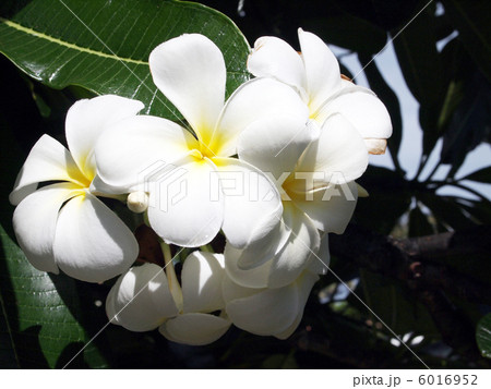 プルメリア 6016952