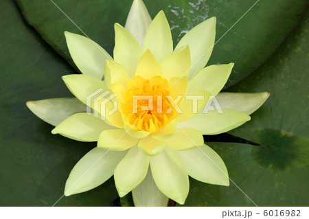 Ｓ－Ｌサイズ 6016982