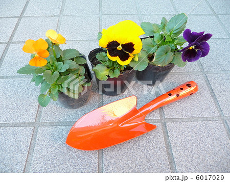 ガーデニングイメージ ガーデニングイメージ 6017029