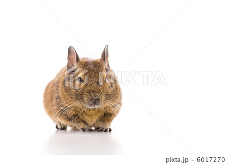 デグーマウス デグーマウス 6017270