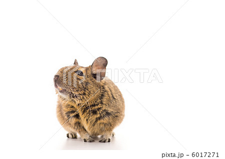 デグーマウス デグーマウス 6017271