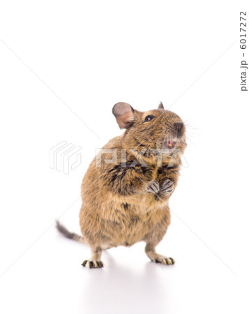 デグーマウス デグーマウス 6017272