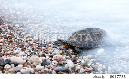 Small turtle crawling in sea waves 6017788