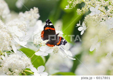 Admiral butterfly on white flowers 6017801