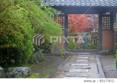 雨の海蔵寺紅葉 雨の海蔵寺紅葉 6017922