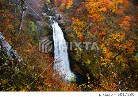 鮮やかな紅葉と秋保大滝 鮮やかな紅葉と秋保大滝 6017930