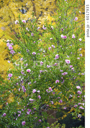 源氏山のサザンカとイチョウ 源氏山のサザンカとイチョウ 6017935