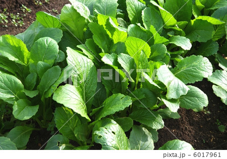 信夫菜　地域野菜の信夫菜　 6017961