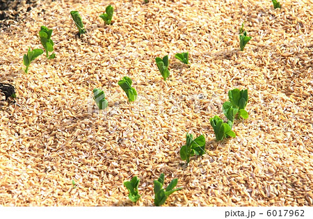 サヤエンドウの芽　サヤエンドウの発芽 6017962